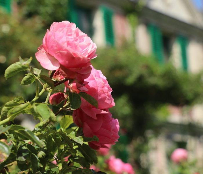 giverny-5391675_1280